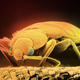 Bedbug